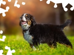 Puppy, Meadow, grass, Bernese Mountain Dog