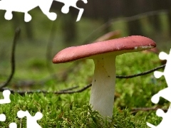 Mushrooms, grass