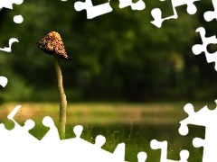 Mushrooms, leg, grass, Hat