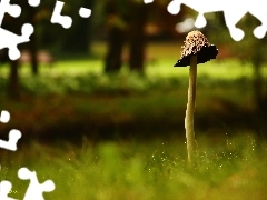 Mushrooms, leg, grass, Hat