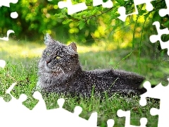 grass, cat, resting