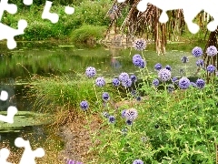 River, Thistles, grass, Bush