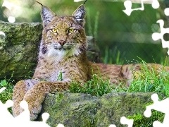 grass, Lynx, Rocks