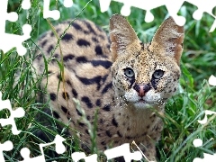 Serval, grass