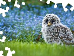 small, Owl, grass, owl