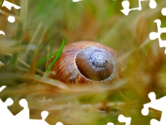 grass, shell, snail