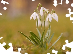 snowdrops, grass