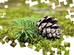 grass, cone, spruce