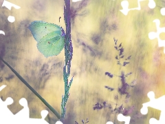 butterfly, grass, stalk, Gonepteryx rhamni
