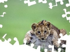 grass, lion, Stone