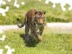 grass, tiger, stream