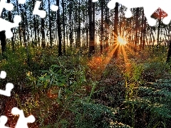 fern, trees, rays, viewes, forest, grass, sun