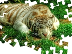 grass, sleepy, tiger