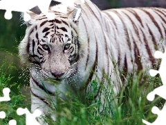 grass, White, tiger