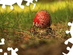 grass, Red, toadstool