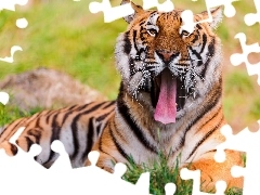 grass, tiger, Tounge