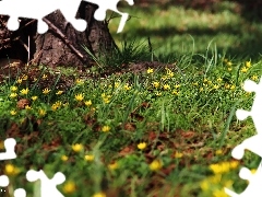 grass, trees, Yellow, Flowers, fig buttercup