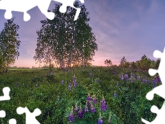 Violet, Green, trees, grass, Meadow, lupine, viewes