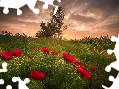 Bush, Peonies, viewes, grass, Flowers, trees, clouds