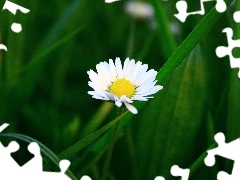 White, Green, grass, daisy