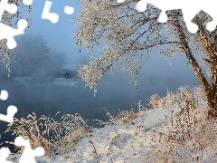 grass, winter, Fog, birch-tree, River