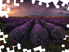 Bulgaria, lavender, Great Sunsets, Field