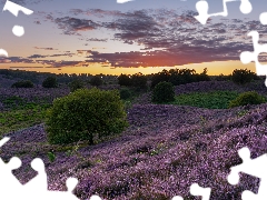 heathers, heath, trees, viewes, Province of Gelderland, Netherlands, Great Sunsets, Veluwezoom National Park, clouds