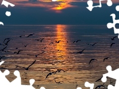 sea, gulls, Great Sunsets, birds