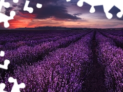 Field, Great Sunsets, clouds, lavender