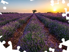 lavender, Great Sunsets, trees, plantation