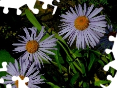 Leaf, Alpine aster, green ones