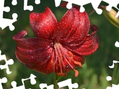 red hot, green ones, background, Tiger lily