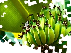 bananas, Leaf, green ones