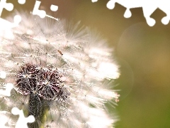 background, Common Dandelion, green ones