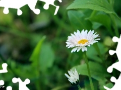 green, Flowers, daisies