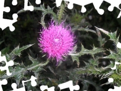 Flower, Leaf, green, teasel