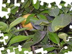 Leaf, grape-fruit, green ones