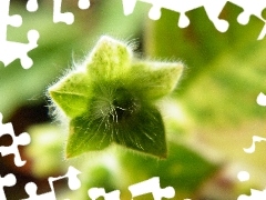 Kohleria, Green