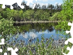 green, Spring, lake