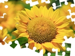 Green, leaf, Yellow, flakes, Nice sunflowers