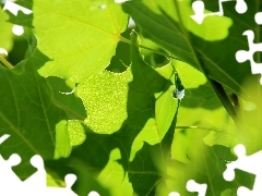 green ones, Leaf