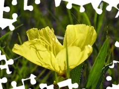 Leaf, Flower, green ones