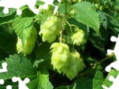 Leaf, hop, green ones