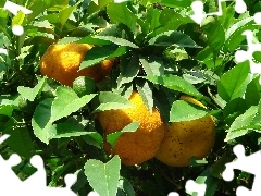 Leaf, lemons, green ones