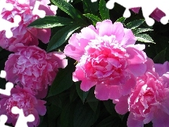 Leaf, Peonies, green ones