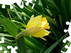 leaves, jonquil, green ones