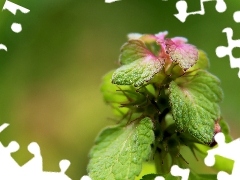 leaves, nettle, green ones