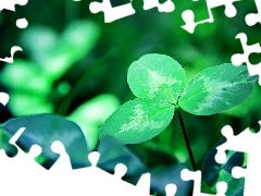 leaves, trefoil, green ones