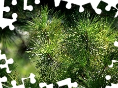 needle, pine, green ones