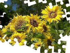 leaves, Nice sunflowers, green ones